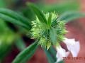 Spreading Slitwort